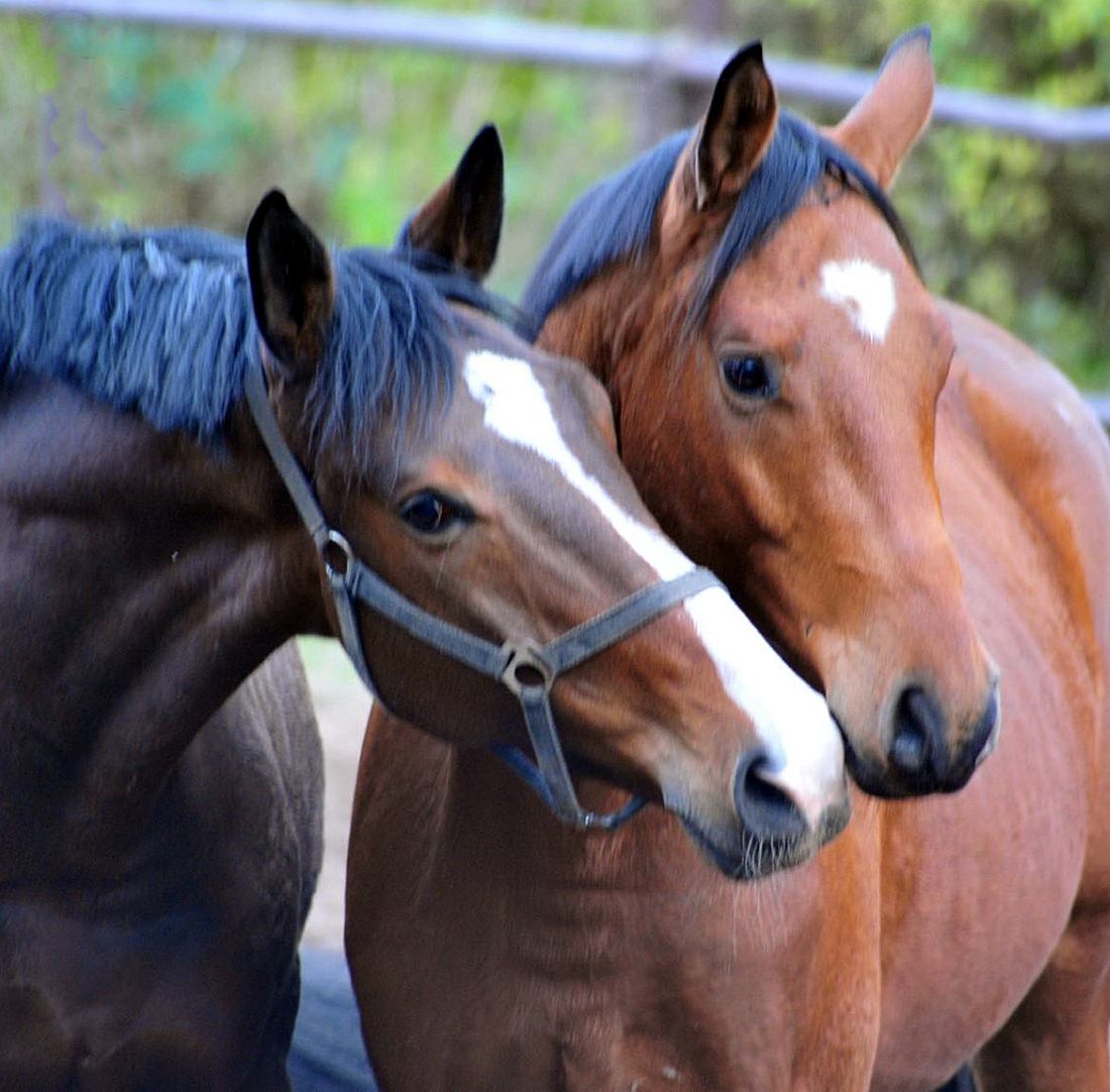Tom Taylor v. Zauberdeyk und Klassic#s Integer von Integer u.d. Klassic Motion v. High Motion am 13.11.2025 - Trakehner Gestt Hmelschenburg - Foto Beate Langels