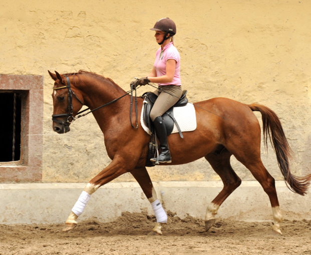  5j�hriger Wallach von Fidertanz - Foto: Beate Langels