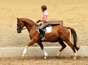  5j�hriger Wallach von Fidertanz - Foto: Beate Langels