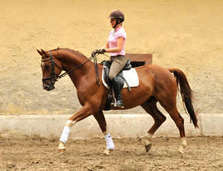  5j�hriger Wallach von Fidertanz - Foto: Beate Langels