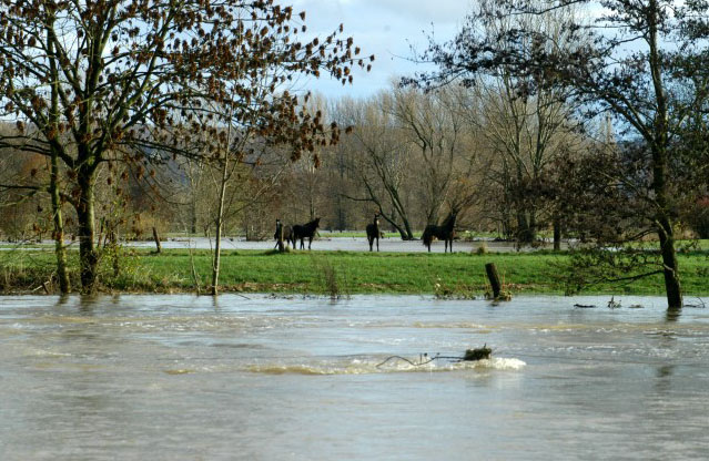 Hochwasser in Hmelschenburg im November 2010, Gestt Hmelschenburg, Foto: Beate Langels