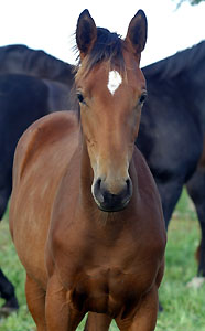Filly by Summertime out of Beloved by Kostolany