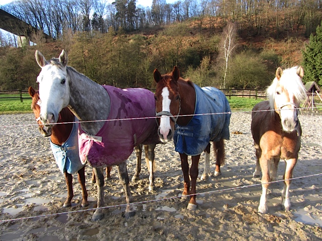 Tilly - 5jähriger Trakehner Wallach von Leonidas u.d. Thirica v. Enrico Caruso  - Trakehner Gestüt Hämelschenburg