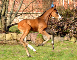 Trakehner Colt by Freudenfest out of Karalina by Exclusiv, Foto: Beate Langels