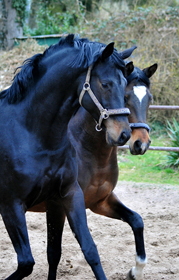 Impressionen - Mrz 2025 - Trakehner Gestt Hmelschenburg  - Foto: Beate Langels