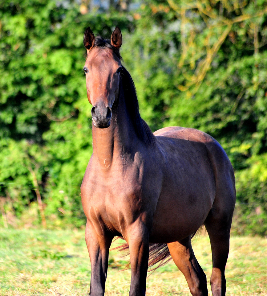 Gabbalina - Trakehner Stute von Zauberdeyk u.d. Pr.u.StPrSt. Gabbana v. 
High Motion - Alter Fritz  - Gestüt Hämelschenburg - Beate Langels
