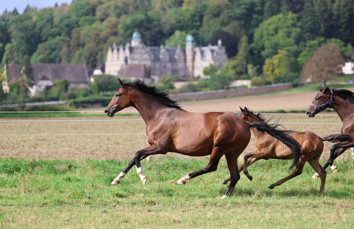 Karidia und Tochter Kaspina - Trakehner Filly by Hopkins out of Pr.St. Karidia by Saint Cyr - Foto: Beate Langels - Trakehner Gest�t H�melschenburg