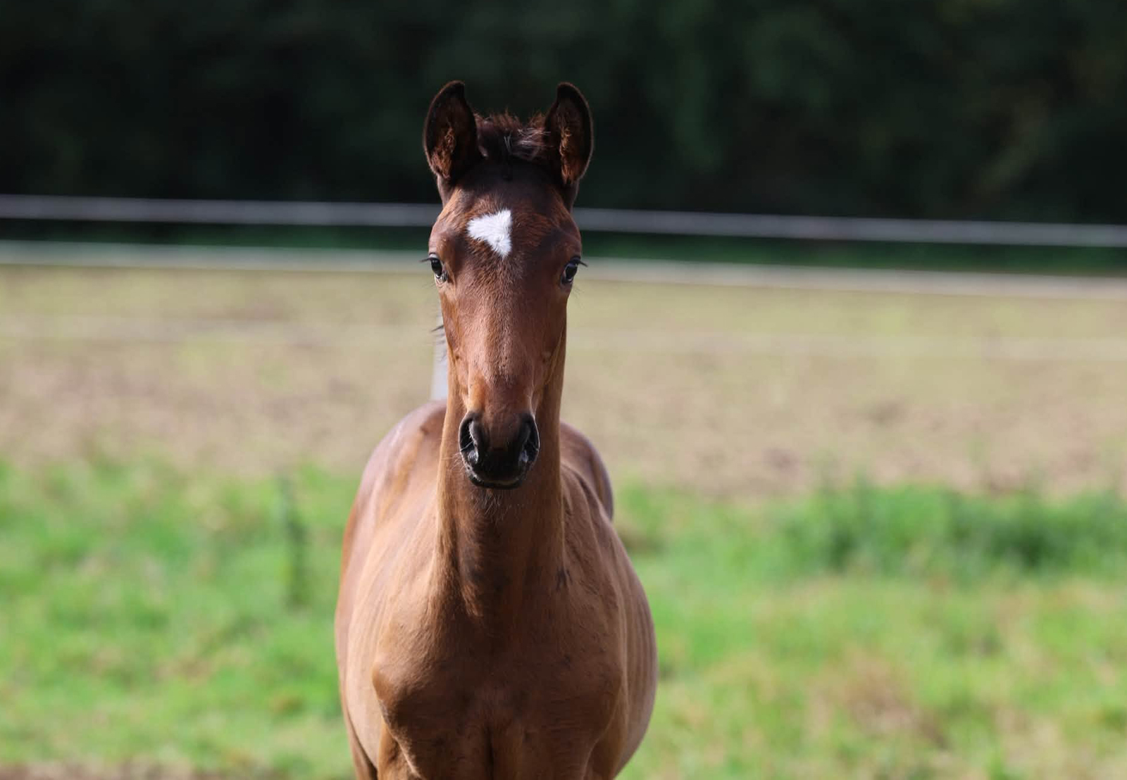 Trakehner Fohlen Kaspina von Hopkins u.d. Pr.St. Karidia v. Saint Cyr - Foto: Beate Langels - Trakehner Gest�t H�melschenburg