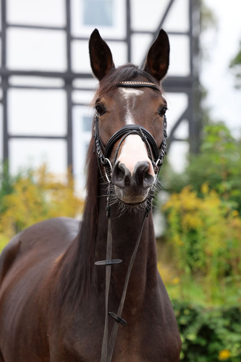 Trakehner Stute  Giavedia (dreij�hrig) - Trakehner Gest�t H�melschenburg - Foto Beate Langels