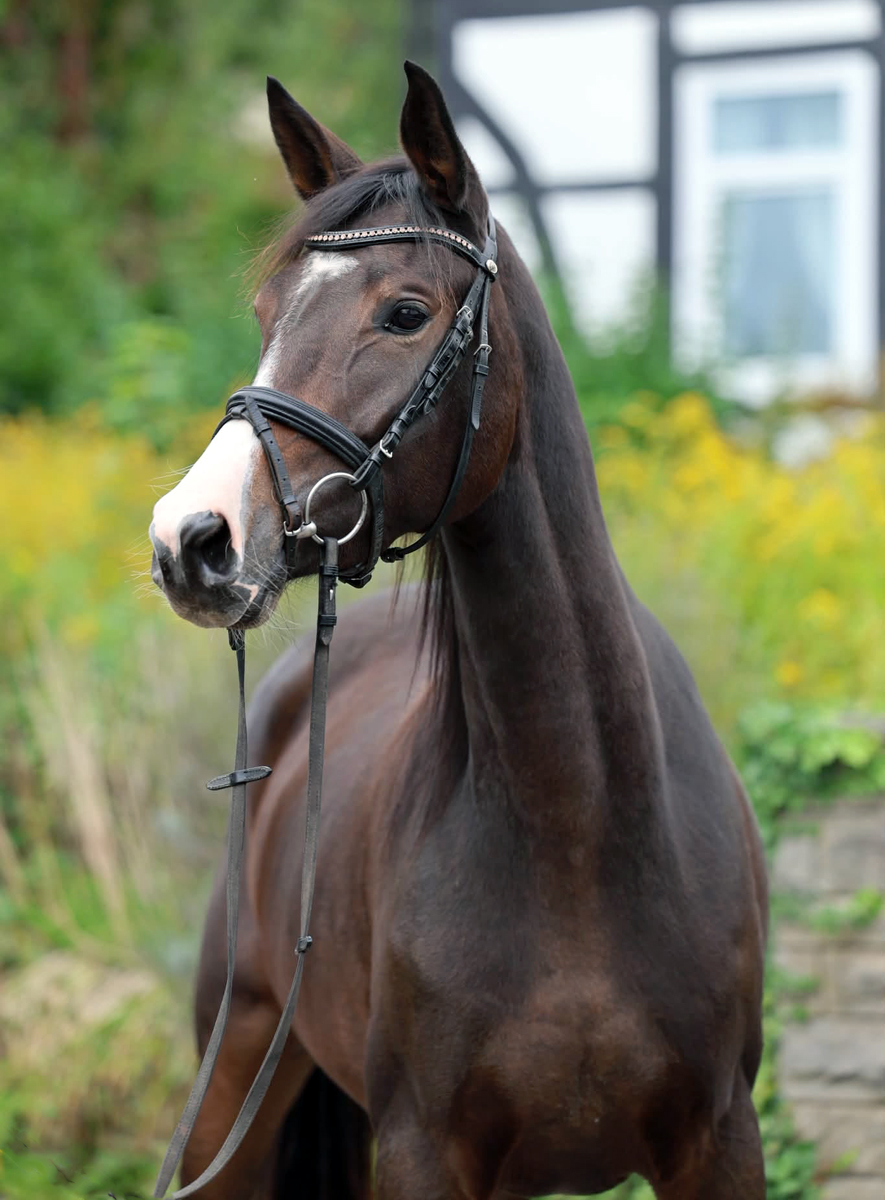 Trakehner Stute  Giavedia (dreij�hrig) - Trakehner Gest�t H�melschenburg - Foto Beate Langels