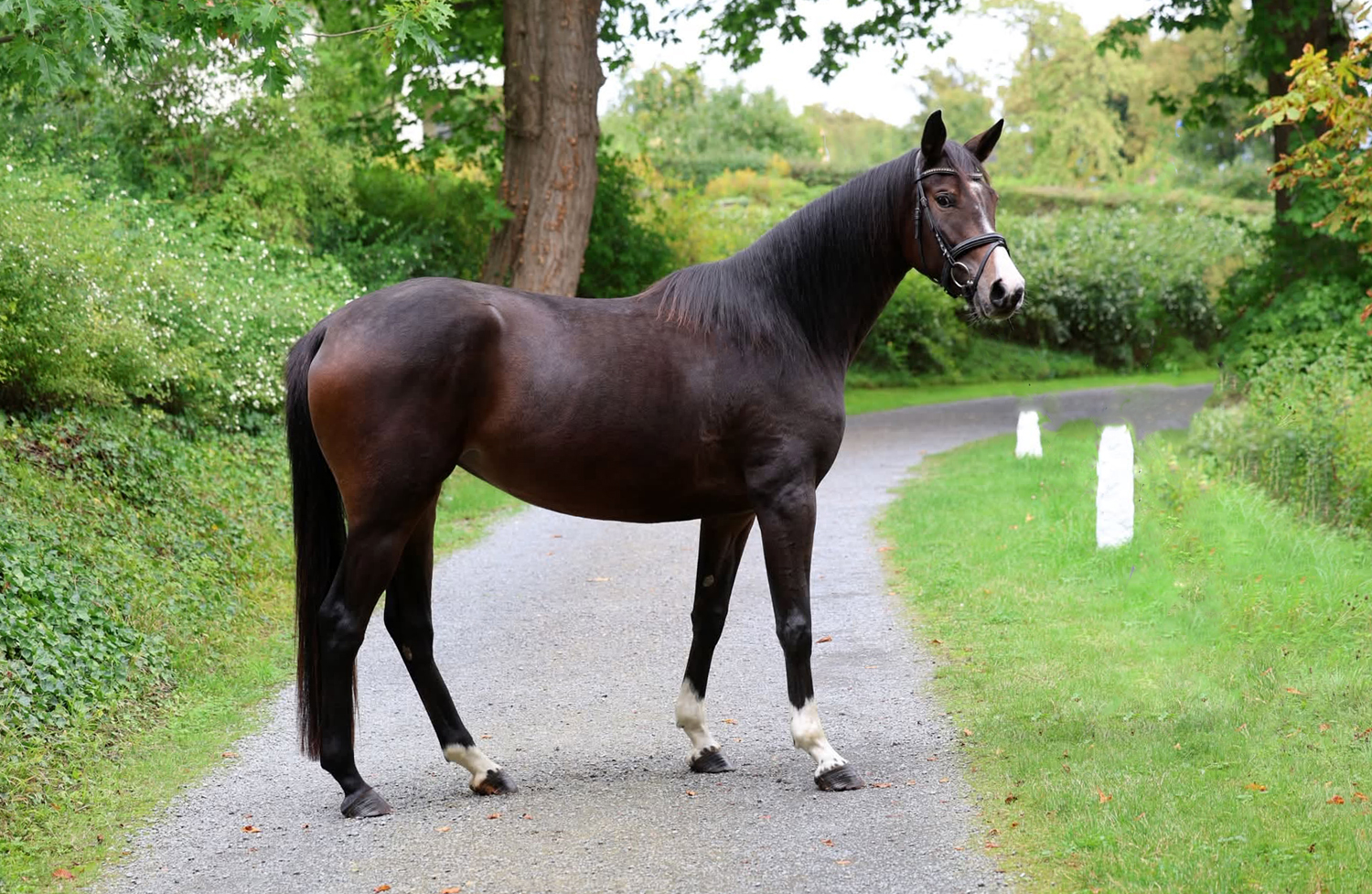 Trakehner Stute  Giavedia (dreij�hrig) - Trakehner Gest�t H�melschenburg - Foto Beate Langels