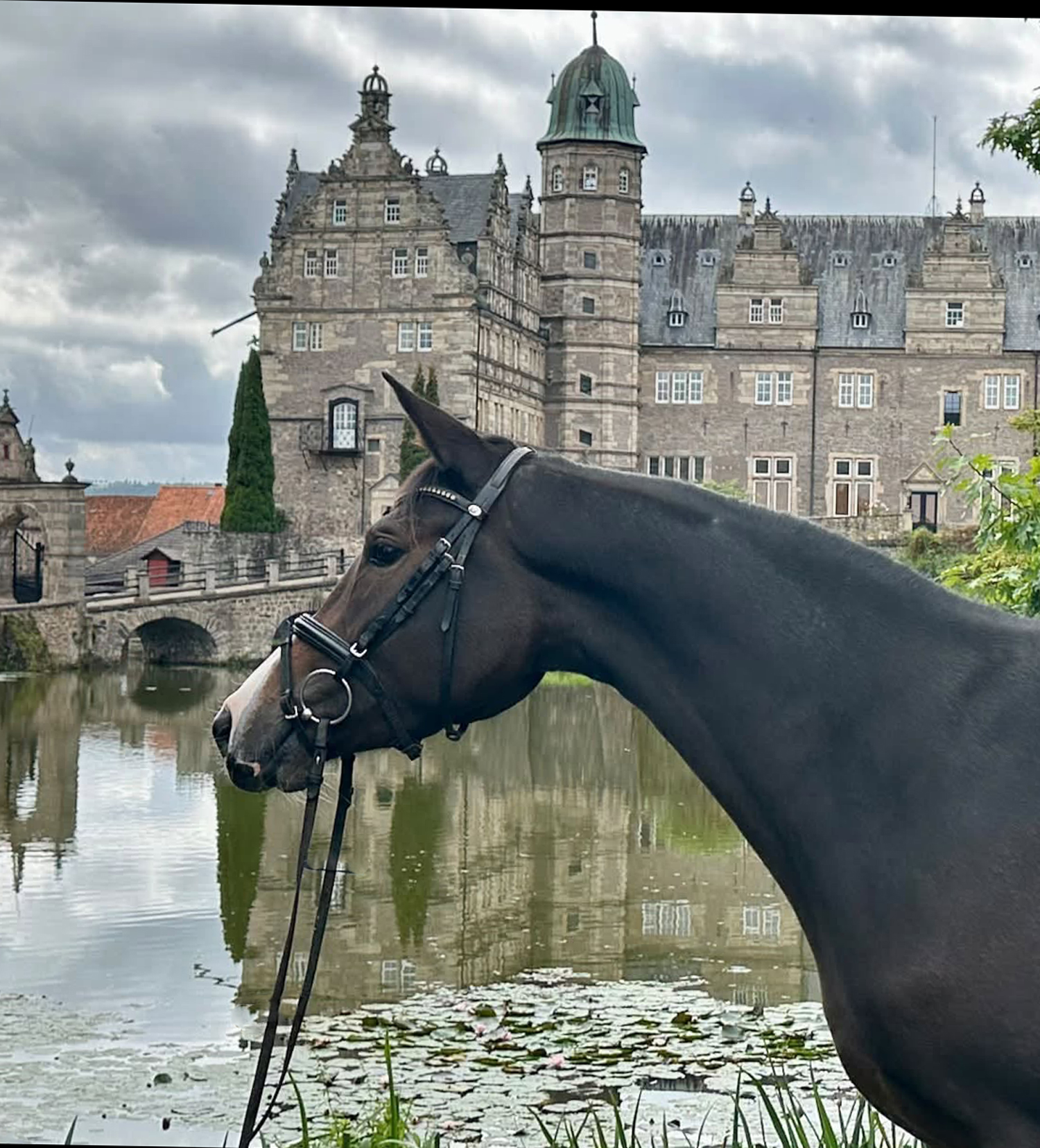 Trakehner Stute  Giavedia (dreij�hrig) - Trakehner Gest�t H�melschenburg - Foto Beate Langels