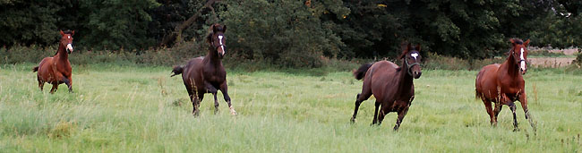 Our yearling colts in September 2008