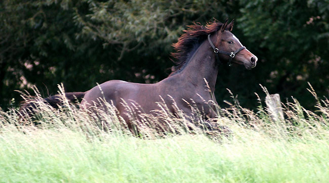 One year old colt by Kostolany out of Elite mare Schwalbenspiel by Exclusiv - im September 2008