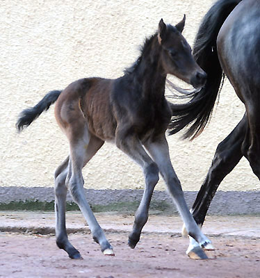 At the age of 2 days: Trakehner Filly by Summertime out of Pr.a.StPrSt. Vittoria by Exclusiv, Gestt Hmelschenburg - Beate Langels