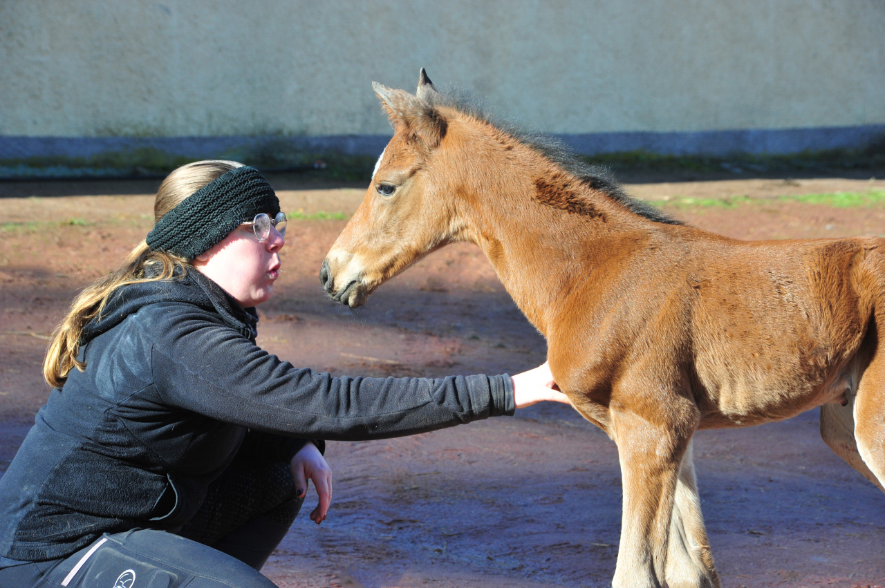 Trakehner Stutfohlen von High Motion u.d. Schwalbenlicht v. Imperio - Trakehner Gestüt Hämelschenburg - Beate Langels