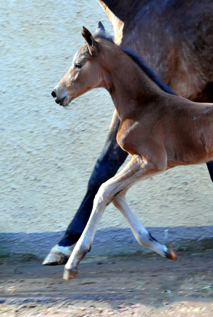 Trakehner Stutfohlen von High Motion u.d. Schwalbenlicht v. Imperio - Trakehner Gestüt Hämelschenburg - Beate Langels