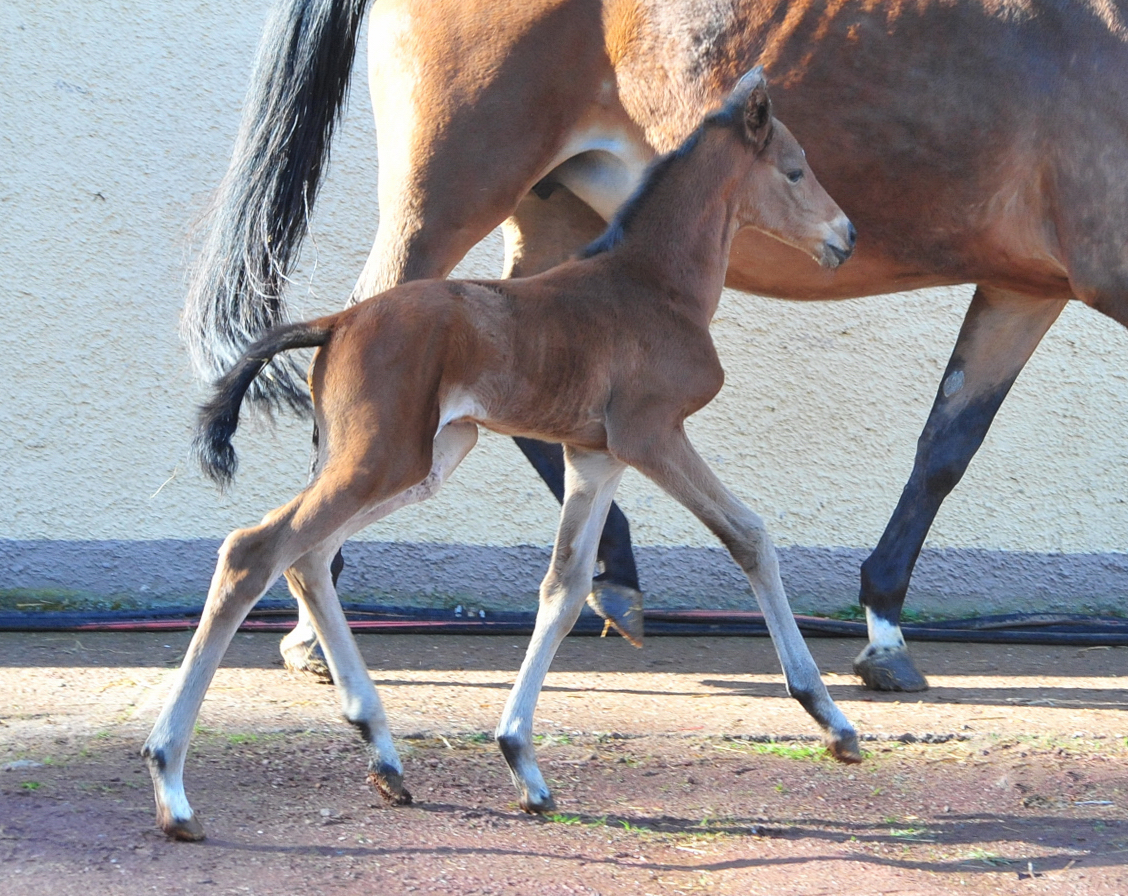 Trakehner Stutfohlen von High Motion u.d. Schwalbenlicht v. Imperio - Trakehner Gest�t H�melschenburg - Beate Langels