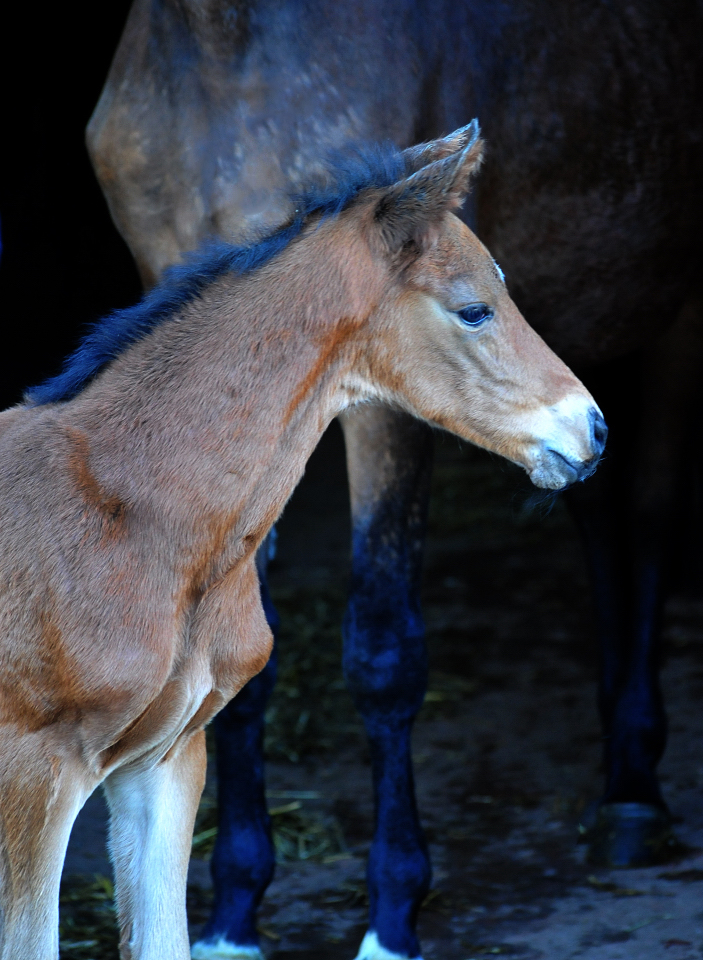 Trakehner Stutfohlen von High Motion u.d. Schwalbenlicht v. Imperio - Trakehner Gestüt Hämelschenburg - Beate Langels