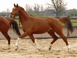 3j�hriger Wallach v. Fidertanz - Kostolany - Foto: Richard Langels