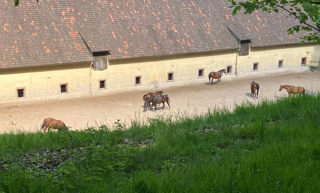 Die tragenden Stuten im Mai 2024 - Foto: Klencke
