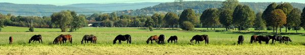 Trakehner Stuten und Fohlen auf der Feldweide, Foto: Beate Langels, Trakehner Gestt Hmelschenburg
