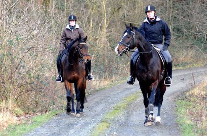 Ausritt im Januar 2012: li. der 3j�hrige Hirtenglanz und re. Shavalou - Foto: Beate Langels - Trakehner Gest�t H�melschenburg