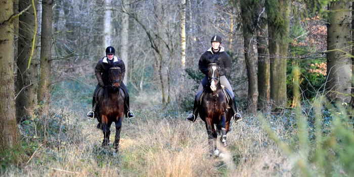 Ausritt im Januar 2012: Hirtenglanz und Shavalou - Foto: Beate Langels - Trakehner Gest�t H�melschenburg
