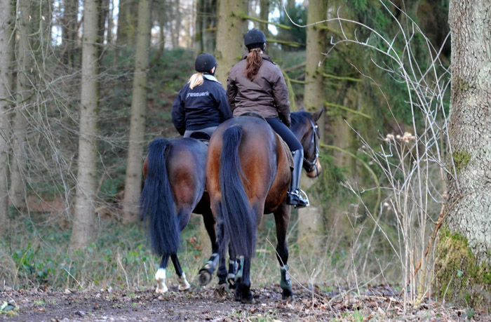 Ausritt im Januar 2012: Hirtenglanz und Shavalou - Foto: Beate Langels - Trakehner Gest�t H�melschenburg