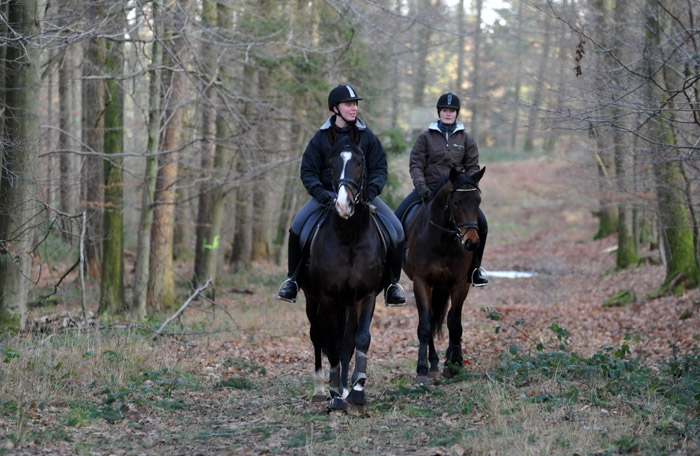 Ausritt im Januar 2012: Hirtenglanz und Shavalou - Foto: Beate Langels - Trakehner Gest�t H�melschenburg