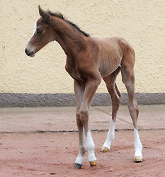 Stutfohlen von Singolo u.d. Pr.u.StPrSt. Klassic v. Freudenfest - Foto: Beate Langels - Trakehner Gestüt Hämelschenburg