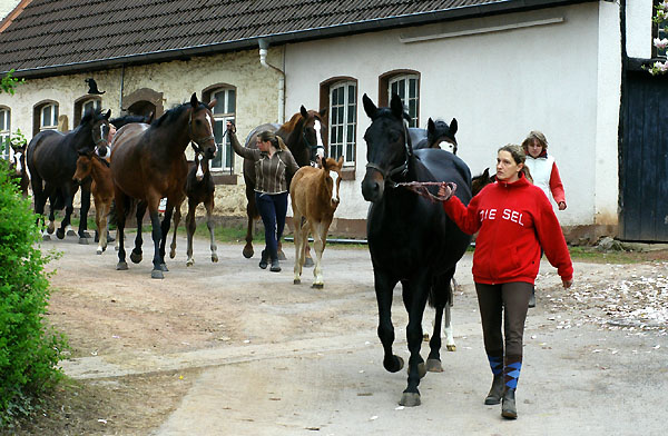 Our mares and foals on the way to the fields - Trakehner Gestt Hmelschenburg - picture: Beate Langels