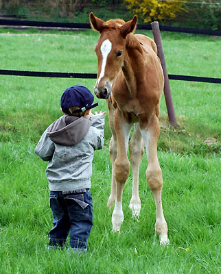 Jasper and the young colt by Freudenfest out of Kalmar  - Trakehner Gestt Hmelschenburg - Foto: Beate Langels