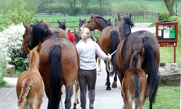  Our mares and foals on the way to the fields - Trakehner Gestt Hmelschenburg - picture: Beate Langels