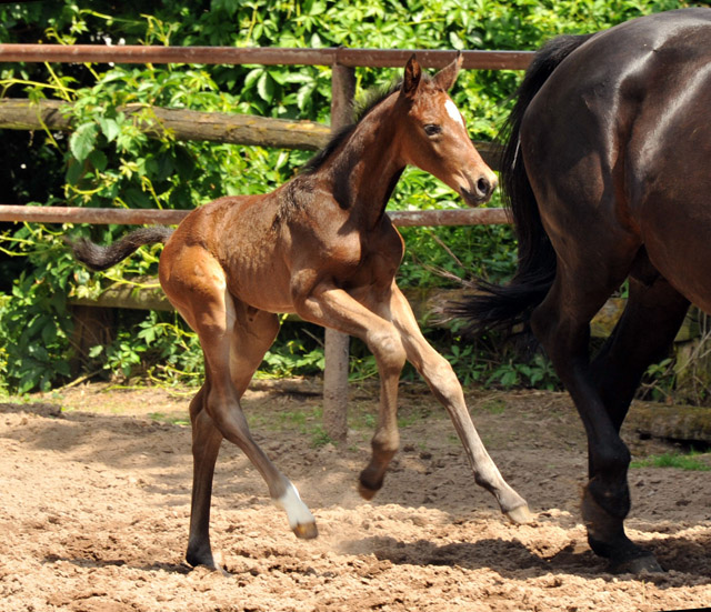 Filly by Exclusiv ouf of Elitemare by Vicenza by Showmaster - Trakehner Gestt Hmelschenburg