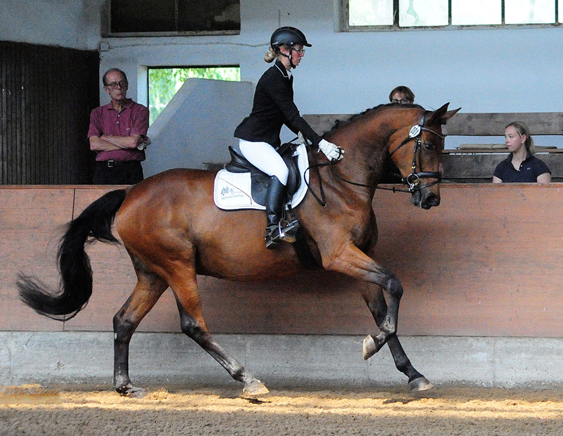 Pr.St. Schwalbe' Beauty von High Motion x Imperio - Trakehner Gestt Hmelschenburg