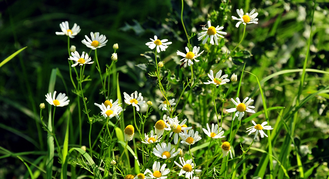 Foto: Beate Langels - Trakehner Gest�t H�melschenburg