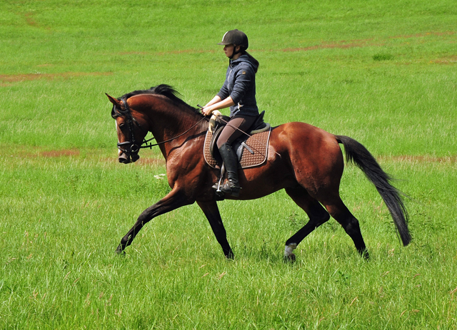 High Motion von Saint Cyr x Summertime  - Foto: Beate Langels - Trakehner Gest�t H�melschenburg