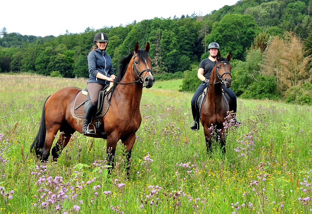 High Motion und sein Sohn Karakallis - Foto: Beate Langels - Trakehner Gest�t H�melschenburg