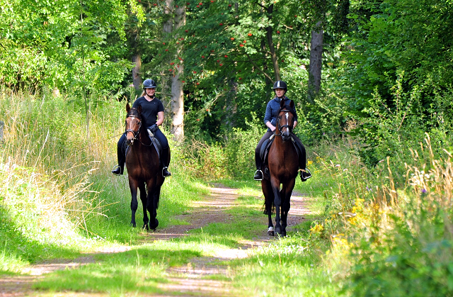 High Motion und sein Sohn Karakallis - Foto: Beate Langels - Trakehner Gest�t H�melschenburg