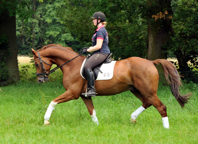  5j�hriger Wallach von Fidertanz - Foto: Beate Langels