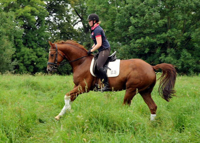  5j�hriger Wallach von Fidertanz - Foto: Beate Langels