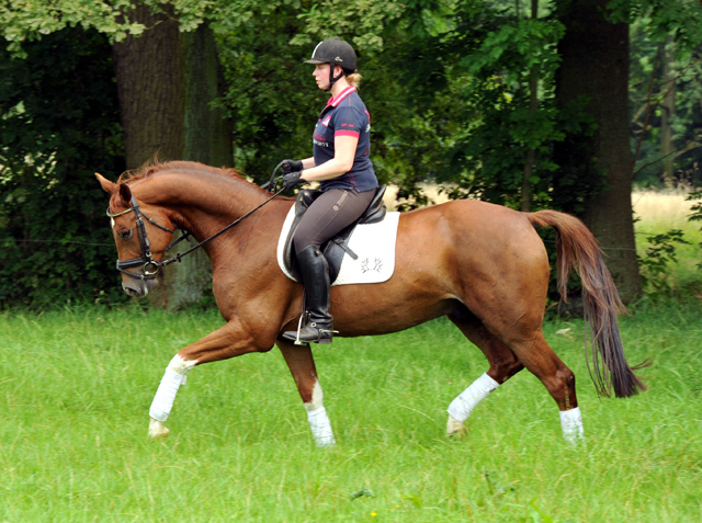  5j�hriger Wallach von Fidertanz - Foto: Beate Langels