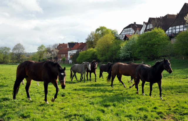 Unsere Reitpferde genieen den Koppelgang im April 2014 - Foto: Beate Langels