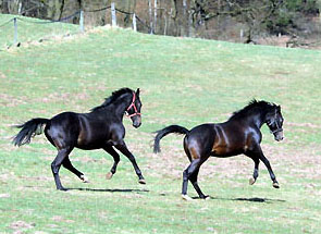 Zweijährige Hengste v. Summertime/Schwalbenflair und Kostolany/Schwalbenfeder - Foto: Beate Langels - Trakehner Gestüt Hämelschenburg