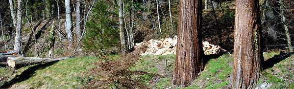  - Foto: Beate Langels - Trakehner Gest�t H�melschenburg