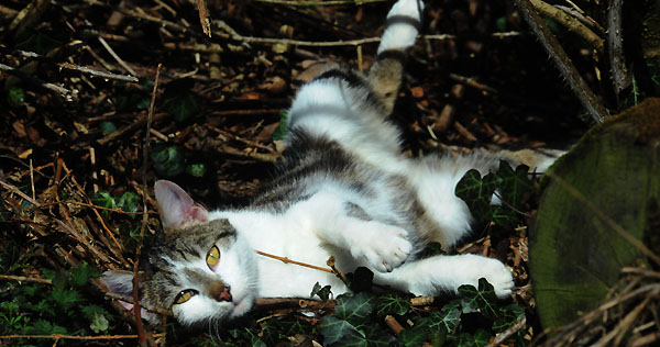 Streifi- Foto: Beate Langels - Trakehner Gestüt Hämelschenburg