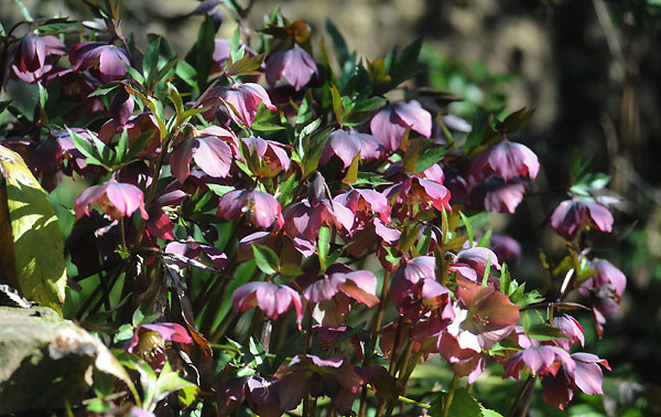 Es wird Frühling - Foto: Beate Langels - Trakehner Gestüt Hämelschenburg