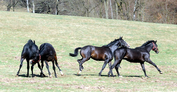 Zweijährige Hengste - Foto: Beate Langels - Trakehner Gestüt Hämelschenburg