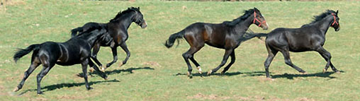 Zweijährige Hengste - Foto: Beate Langels - Trakehner Gestüt Hämelschenburg